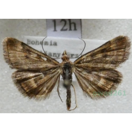 Pyrausta despicata (Scopoli, 1763) Płomienka łąkowa Czech12h